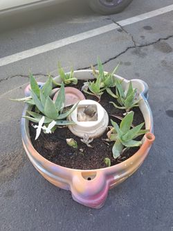 Aloe/Succulent Arrangements