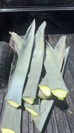 Large agave leave