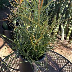 Fired Stick Plant $50 Each