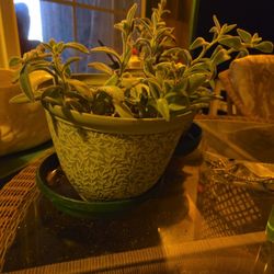 Panda Plant (Kalanchoe Tomentosa)