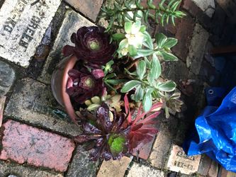 Succulent arrangement in terra cotta pot