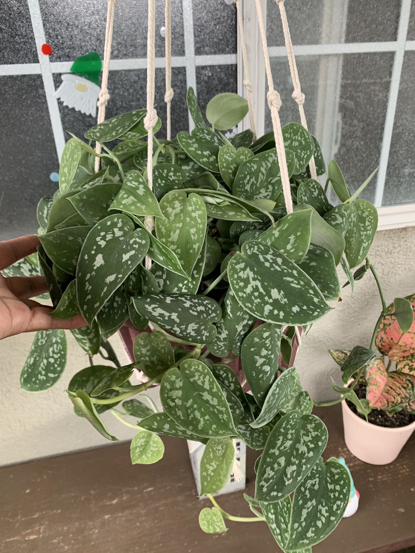 Silver Plants Satin Pothos Grande Con Colgadera De Macramé for Sale in