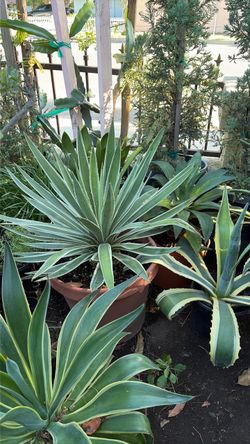 Succulents