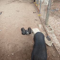 Adorable Baby Pot Bely Pigs