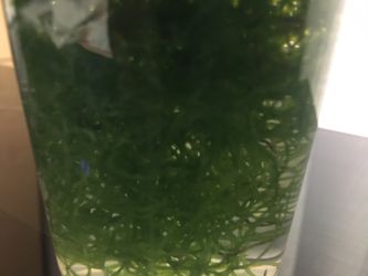 Chaeto for Salt Water Reef Aquarium