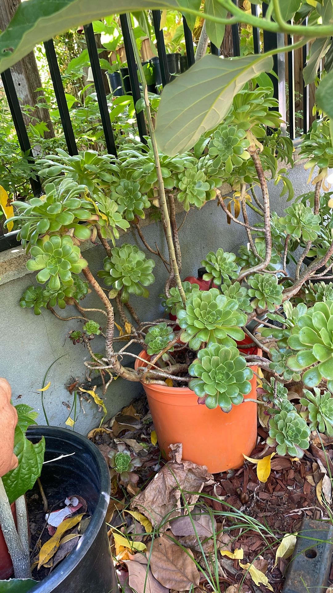 Succulent Plant 🪴