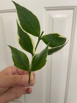 Albo Hoya Polyneura plant CUTTING