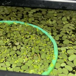 Floating Plants