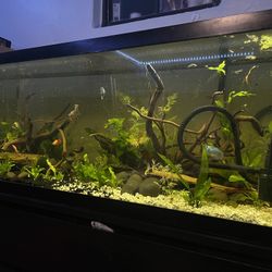 75 Gallon Fish Tank 