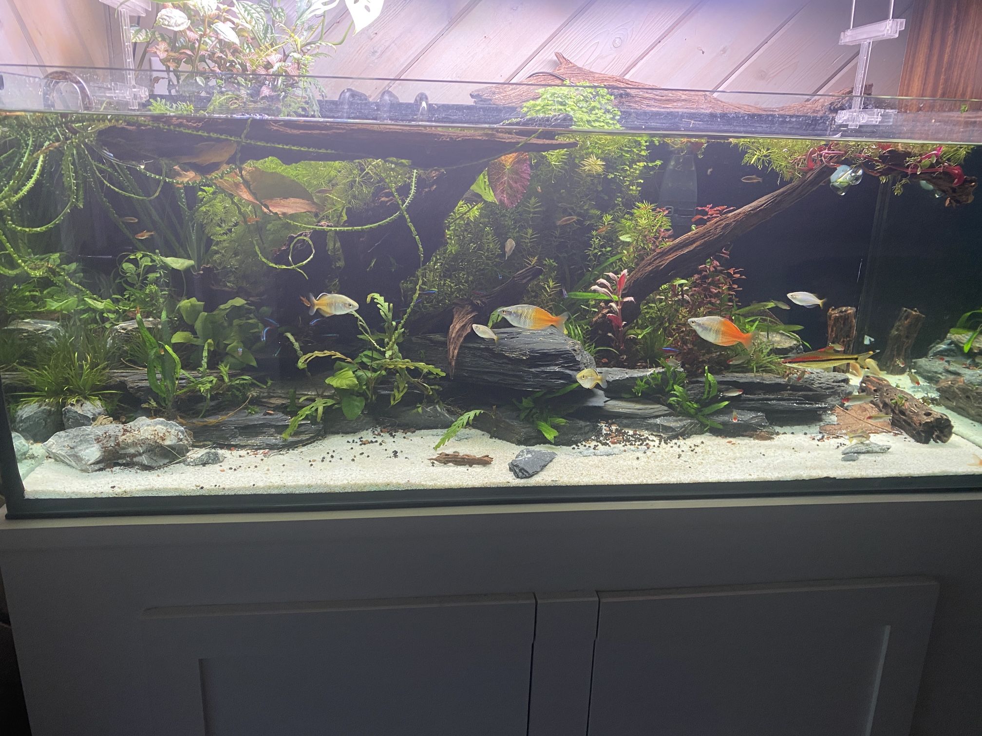 65 Gallon Rimless Fish Tank Aquarium With Custom Built Stand