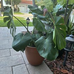 Beautiful Healthy Monstera 