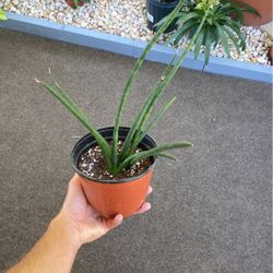 Braided (cylinder) Sansevieria Plant