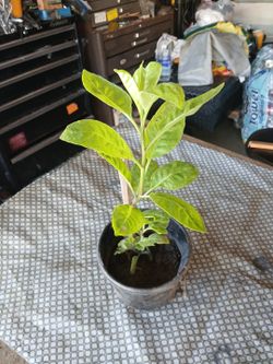 PLANTA DE INSULINA PARA  CONTROLAR LA AZÚCAR 