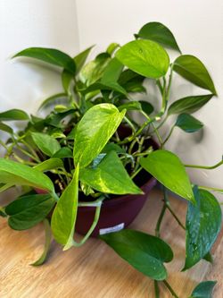 Large pothos plant