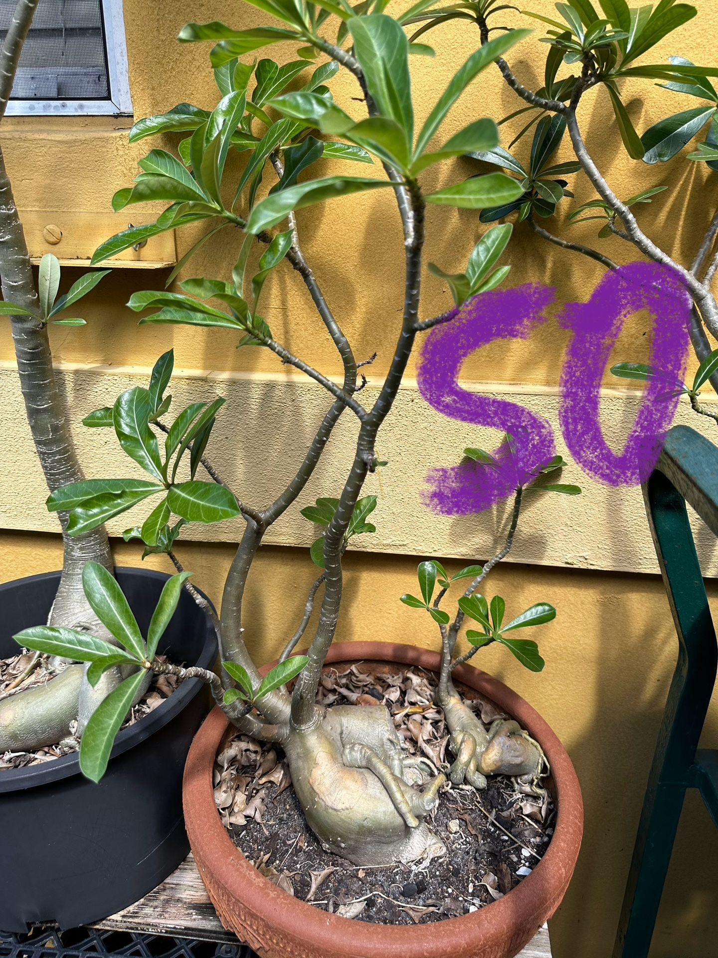 Desert Rose Succulent