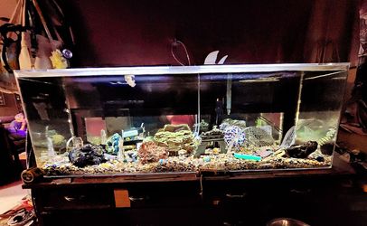 Large Acrylic Fish Tank