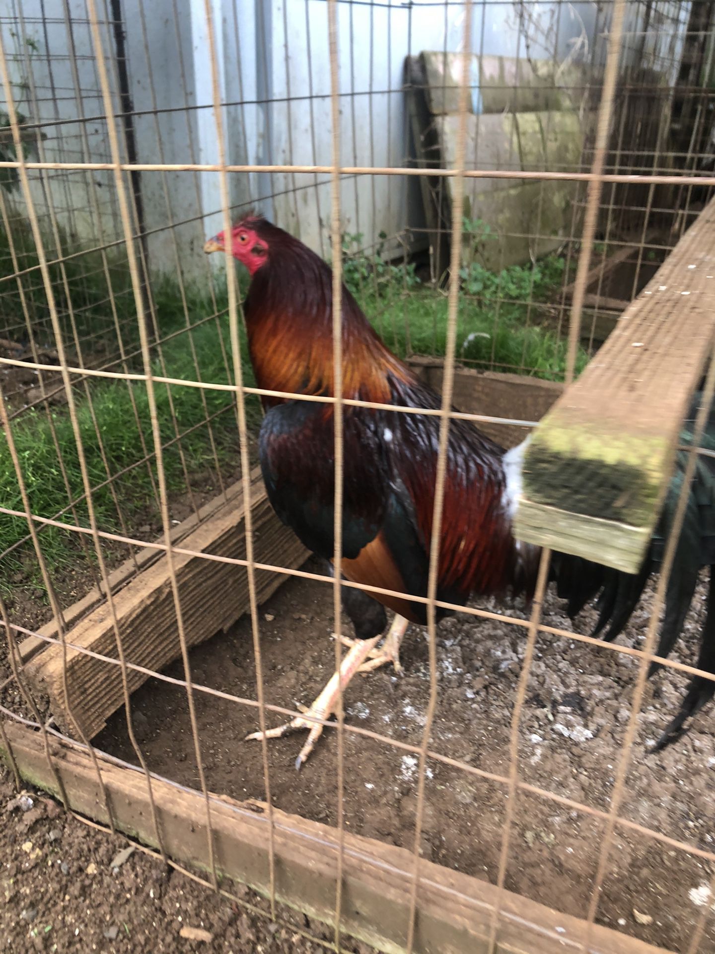 Rooster (for breeding purpose only)