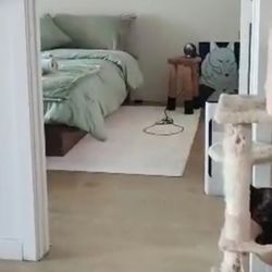 Floating Queen Bedframe