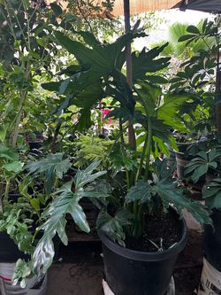 Tengo esta planta grande disponible en maceta de 15 galones