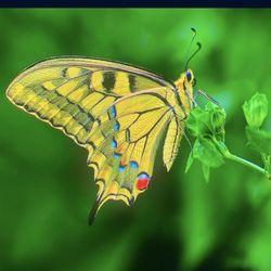 Sony - 65" class BRAVIA XR A95 OLED 4K UHD Smart Google TV  PICK UP TUESDAY W BOX