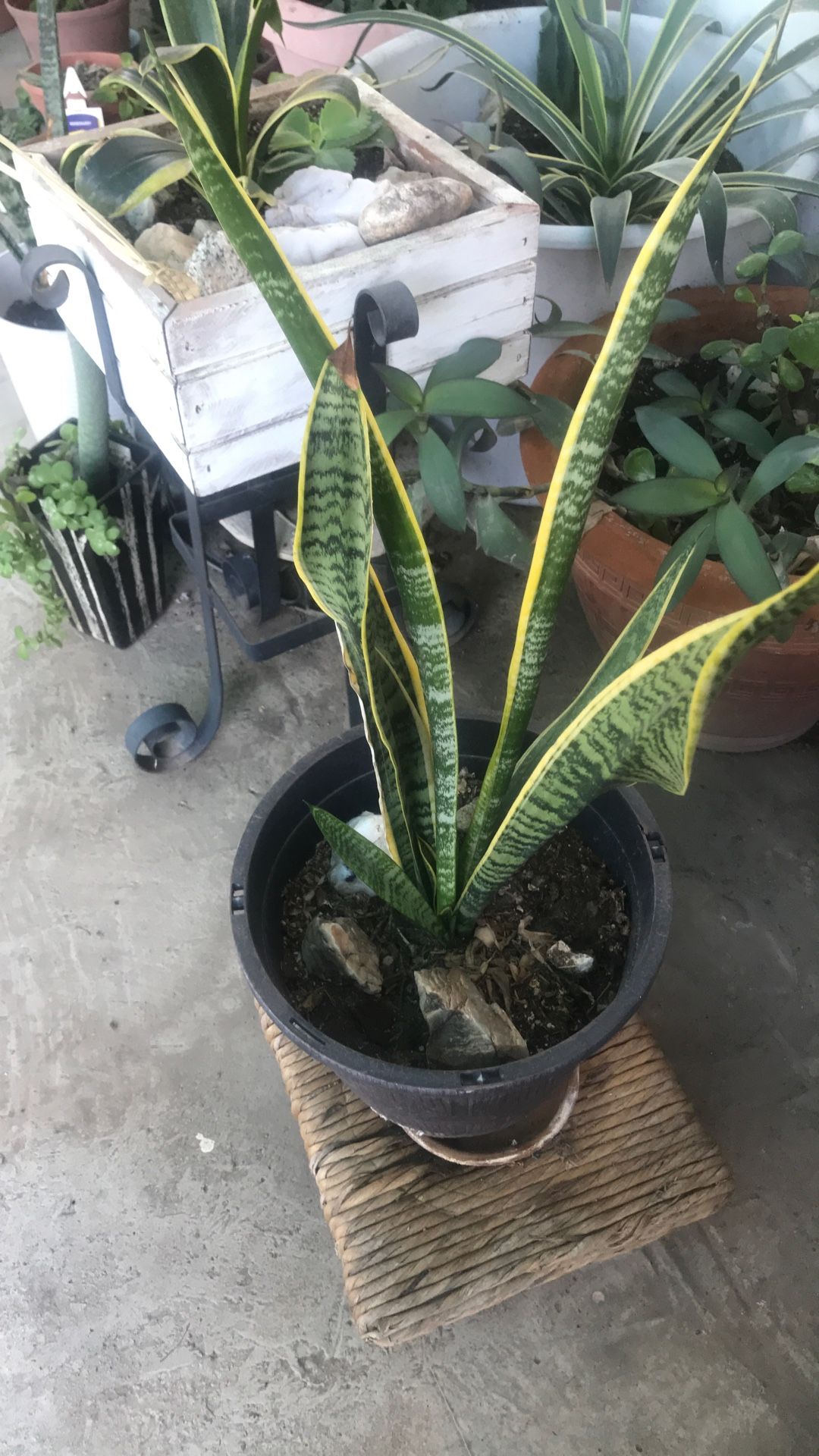 Snake Plant Sanseveria