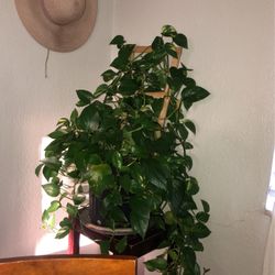 Huge Pothos Ivy Plant