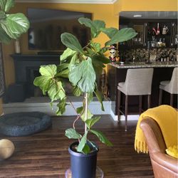 Fig Plant