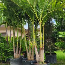 Adonideas Crhistmas Palms Tall Full Green  Fertilized  Ready For Planting Instant Privacy Hedge  Same Day Transportation 