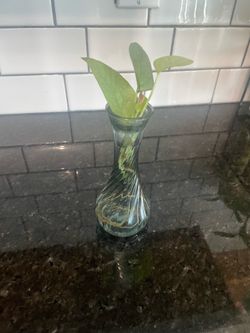 Pothos Plant