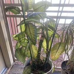 Indoor Real Living House Plants 