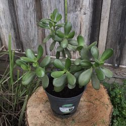 Beautiful Jade plants. Can be shaped into bonsai trees. $10 each