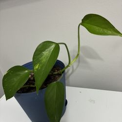 Pothos plant in blue pot