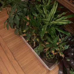 Plants!! Prices Vary! 