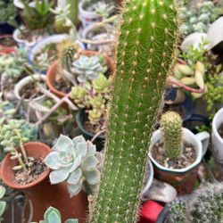 Tower Cacti With Red Flowers 