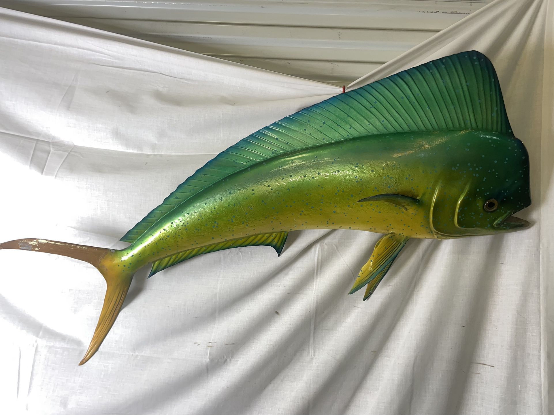 Vintage Large 45” Bull Dorado / Mahi Mahi / Dolphin Fish Mount Taxidermy