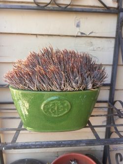 Potted plant