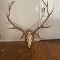 Deer Horns 