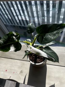 White knight plant