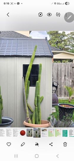San Pedro Cactus 1 only against shed