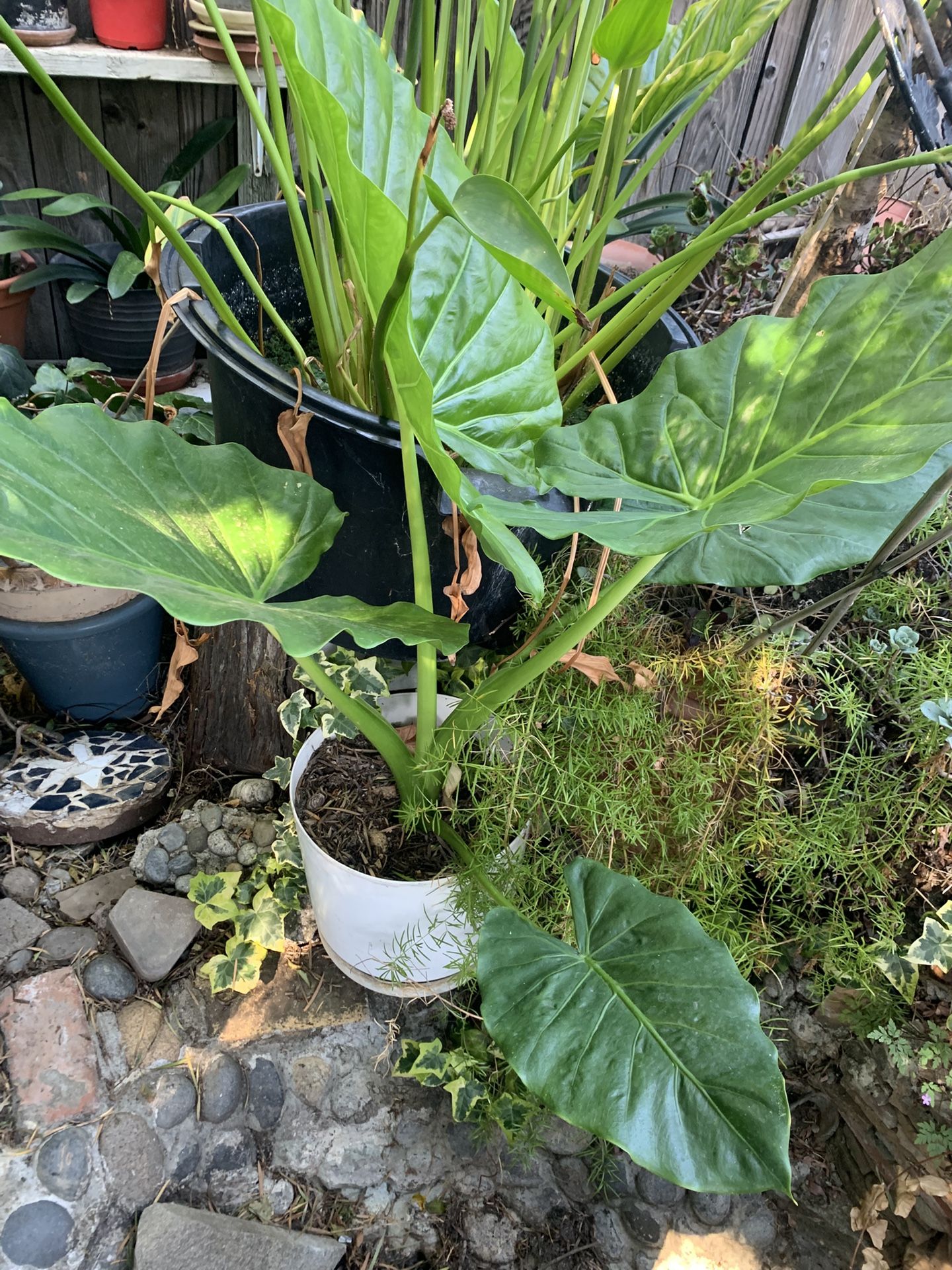 Ear Elephant Plant In 5 Gallon Container.