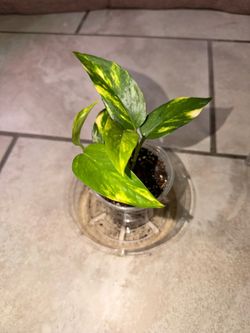 Houseplant