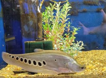 Aquarium