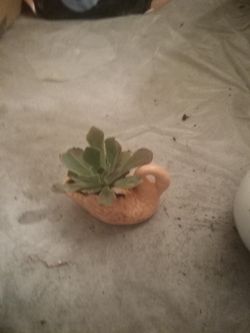 Swan succulent