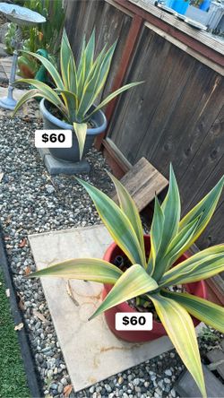 Agave Plant