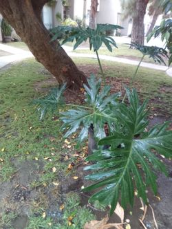 Philodendron selloum  o manto de eva
