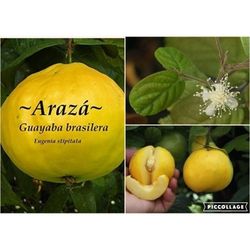 Araza Brazilian Guava Airlayered Trees In 3gal