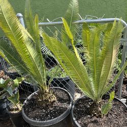 Dioons, macrozamias, encephalartos and many other cycads
