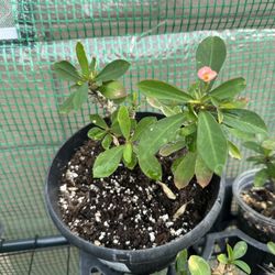 Crown Of Thorn - Live Plant 