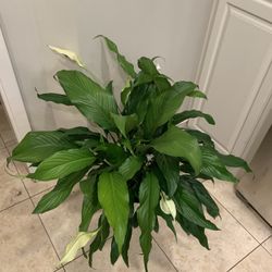 Peace Lily Plant 