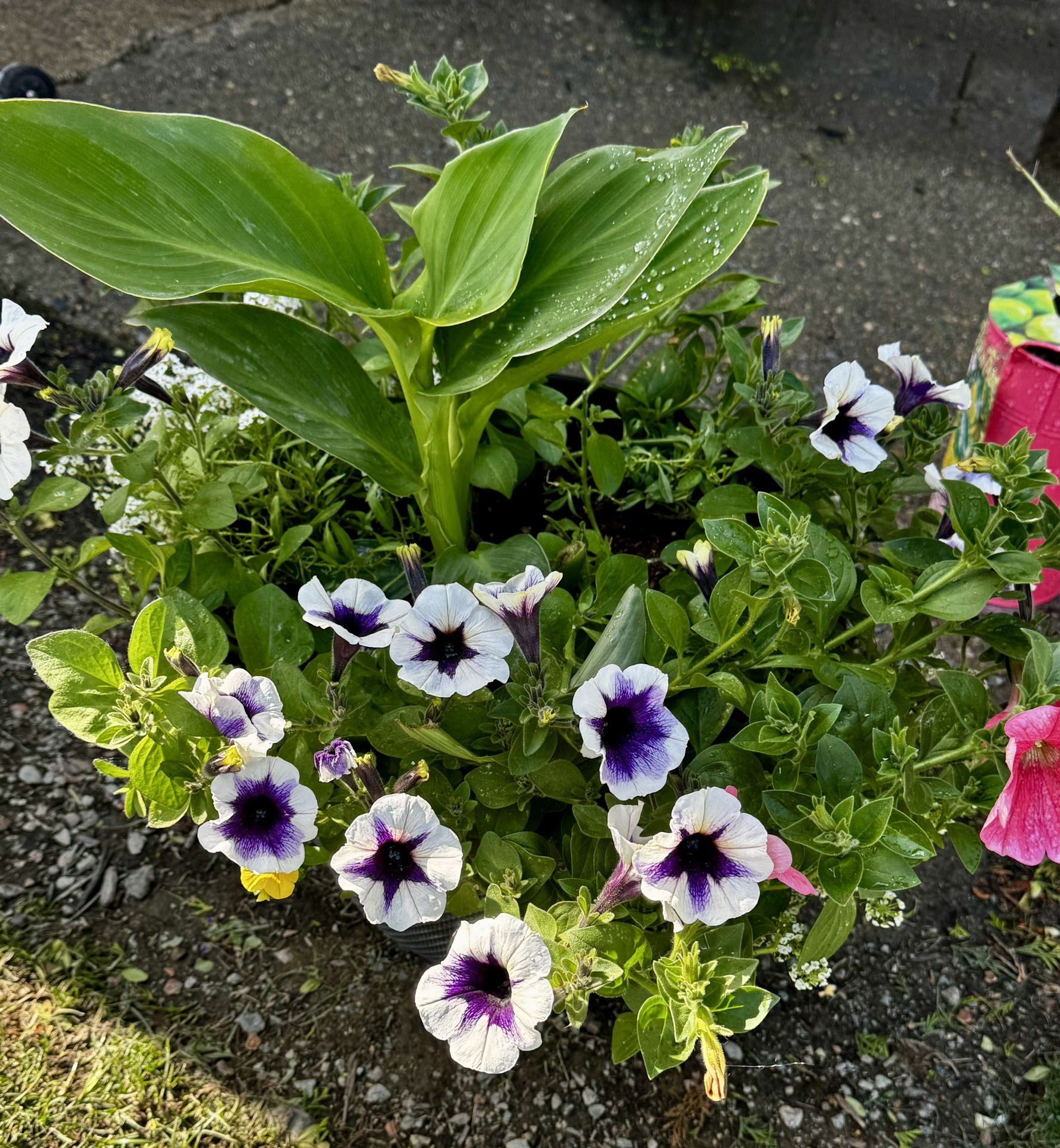 Tall Outdoor Flower Arrangement In Pot